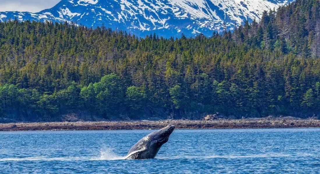 Alaska with Anthem of the Seas (Fly & Cruise)-6