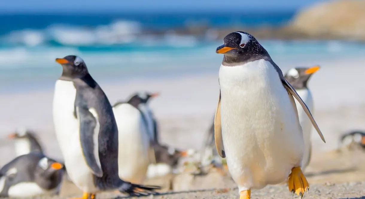 South American Coasts with Celebrity Equinox (Fly & Cruise)-8